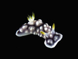 Nudibranch Fotografisk tryk af Solvin Zankl Nudibranch Fotografisk tryk af Solvin Zankl