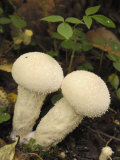 Common Puffball Mushrooms (Lycoperdon Perlatum) Growing on the Ground in a Mixed Woodland Photographic Print by Gary Cook