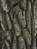 Bark of the Black Cottonwood Tree (Populus Balsamifera), Western USA Lámina fotográfica por Robert & Jean Pollock Bark of the Black Cottonwood Tree (Populus Balsamifera), Western USA Lámina fotográfica por Robert & Jean Pollock