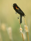 Male Red-Winged Blackbird Singing, Agelaius Phoeniceus, North America Lámina fotográfica por John & Barbara Gerlach Male Red-Winged Blackbird Singing, Agelaius Phoeniceus, North America Lámina fotográfica por John & Barbara Gerlach