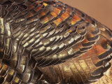 Close-Up of Wild Turkey Feathers, Mealagris Gallopavo, North America Photographic Print by Arthur Morris