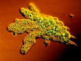 Amoeba Proteus Protozoa with Extended Pseudopods Photographie par Michael Abbey