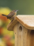 Carolina Wren at its Nest Box or Bird House (Thryothorus Ludovicianus), Eastern USA Photographic Print by Steve Maslowski