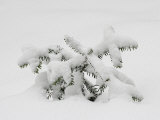 European Silver Fir, Abies Alba, Covered in Snow, Bavarian Forest National Park, Germany, Europe Photographic Print by Fritz Polking