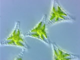 Green Algae Staurastrum, a Placoderm Desmid with Projections That Radiate around Each Semicell Photographic Print by Peter Siver