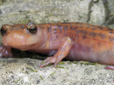 Cave Salamander Head, Eurycea Lucifuga, Illinois, USA Photographic Print by G. Merker