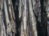 Tobacco Barn with Harvested Leaves Drying, Nicotiana Tabacum, Pennsylvania, USA Photographic Print by Joe McDonald