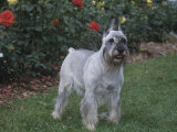 Standard Schnauzer Variety of Domestic Dog Lámina fotográfica por Cheryl Ertelt Standard Schnauzer Variety of Domestic Dog Lámina fotográfica por Cheryl Ertelt