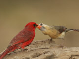 Northern Cardinals, Cardinalis Cardinalis, Food Exchange During the Breeding Season. Eastern USA Photographie par John Cornell