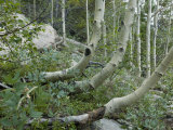 Curved Tree Trunks Indicate an Area of Slope Movement in the Rocky Mountains of Northern Colorado Impressão fotográfica por Jon Van de Grift Curved Tree Trunks Indicate an Area of Slope Movement in the Rocky Mountains of Northern Colorado Impressão fotográfica por Jon Van de Grift
