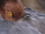 Close-Up of a Male Redhead Duck Head Resting, Aythya Americana, North America Photographic Print by Arthur Morris