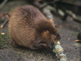 Ron Spomer - Beaver Gnawing Bark of Alder Branch Cut for Food (Castor Canadensis), North America - Fotografik Baskı
