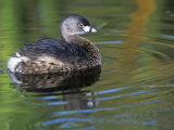Pied-Billed Grebe Swimming, Podilymbus Podiceps, North America Photographic Print by Arthur Morris