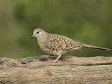 Inca Dove, Colombina Inca, Texas, USA Photographic Print by John Cornell