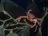 Northern Kelp Crab, Pugettia Producta, on Kelp, North America Lámina fotográfica por Daniel Gotshall