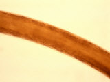 A Micrograph of a Presumptive Sasquatch Hair Photographie par Wolf Fahrenbach