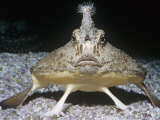 Walking Batfish Head-On View (Ogcocephalus Nasutus), Gulf of Mexico Photographic Print by Ken Lucas