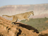 A Puma, Cougar or Mountain Lion, Running and Jumping, Felis Concolor, North America Photographic Print by Joe McDonald