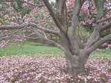 Saucer Magnolia Tree in Bloom and with Many Petals on the Lawn (Magnolia Soulangiana), USA Photographic Print by Ned Therrien