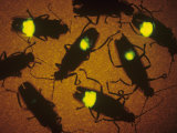 Underside of Fireflies (Photinus Pyralis) Flashing at Night Photographic Print by Jeff Daly