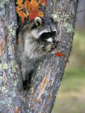 Raccoon (Procyon Lotor) in its Den in a Hollow Maple Tree (Acer), North America Impressão fotográfica por Tom Walker Raccoon (Procyon Lotor) in its Den in a Hollow Maple Tree (Acer), North America Impressão fotográfica por Tom Walker