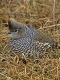 Scaled Quail (Callipepla Squamata), Texas, USA Photographie par Gary Meszaros