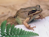 Wood Frog, Rana Sylvatica, . Eastern USA Fotografie-Druck von Gustav W. Verderber