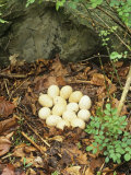 Wild Turkey Nest with 14 Eggs, Meleagris Gallopavo, North America Fotografisk trykk av Bill Beatty