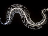 Skeleton of the Gaboon Adder (Bitis Gabonica). Photographic Print by Joe McDonald
