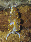 Ken Lucas - Nudibranch or Sea Slug (Hermissendra Crassicornis), California, Usa, Pacific Ocean Fotografická reprodukce