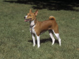 Basenji Variety of Domestic Dog Photographic Print by Cheryl Ertelt