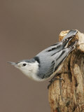 White-Breasted Nuthatch Photographie par John Cornell