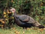 Male Wild Turkey (Meleagris Gallopavo), USA Photographic Print by Steve Maslowski