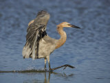 Reddish Egret Fishing with its Wings Outstretched, Egretta Rufescens, Southern USA Photographic Print by John Cornell