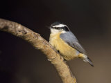Red-Breasted Nuthatch, Sitta Canadensis, North America Photographie par John Cornell