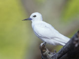 White Tern, Gygis Alba, Midway Atoll National Wildlife Refuge, USA Photographic Print by John & Barbara Gerlach