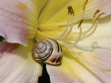 Brown-Lipped Banded Snail (Cepaea Nemoralis) on a Day Lily Photographic Print by Nigel Cattlin