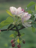 Crabapple Blossoms and Flower Buds, Malus Photographic Print by Adam Jones