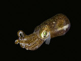 David Fleetham - Bobtail Squid (Euprymna Berryi), Komodo, Indonesia - Fotografik Baskı