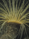 Tube or Burrowing Anemone (Pachycerianthus Fimbriatus), California, USA Stampa fotografica di Ken Lucas Tube or Burrowing Anemone (Pachycerianthus Fimbriatus), California, USA Stampa fotografica di Ken Lucas