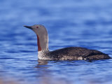 Red-Throated Loon Swimming (Gavia Stellata), Alaska, USA Photographie par Steve Maslowski