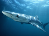 Blue Shark (Prionace Glauca), Southern California, USA Photographie par Richard Herrmann
