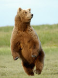 Brown Bear (Ursus Arctos) Photographic Print by Tom Walker
