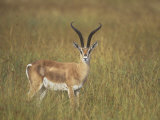 Buck Grant's Gazella, Gazella Granti, Kenya, Africa Photographic Print by John & Barbara Gerlach