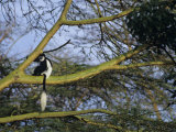 Black and White Colobus Monkey, Colobus Angolensis, Nakuru National Park, Kenya, Africa Photographic Print by Joe & Mary Ann McDonald