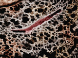 Mammal Lung, Showing Numerous Alveoli and Several Bronchioles Photographic Print by John Sasner