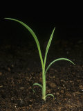 Barnyard Grass Seedling (Echinochloa Crus-Galli) Photographic Print by Nigel Cattlin
