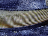 A Close Up of the Baleen of a Gray Whale (Eschrichtius Robustus), Mexico Photographic Print by David Fleetham