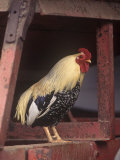 Rooster in a Barn, USA Photographic Print by Joe McDonald
