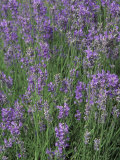 Lavender Herbs in Bloom (Lavandula Angustifolia) Photographic Print by Bill Beatty